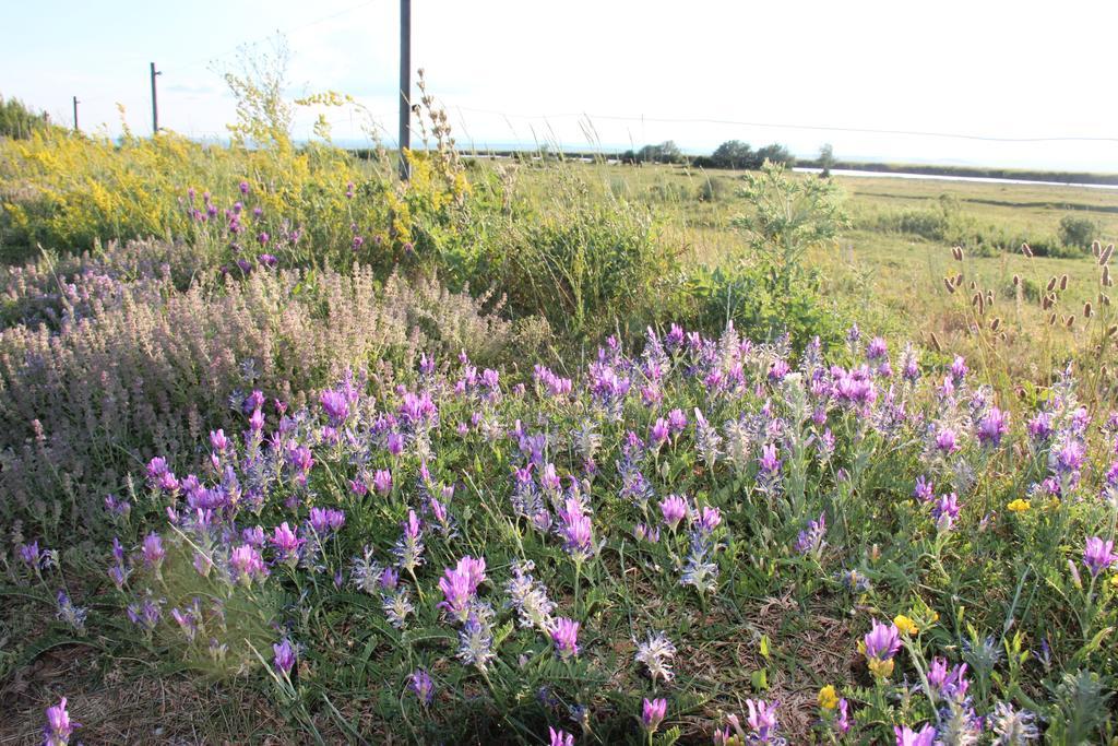 Haus Renee Bed and Breakfast Podersdorf am See Buitenkant foto
